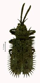   Asamangulia  habitus. 